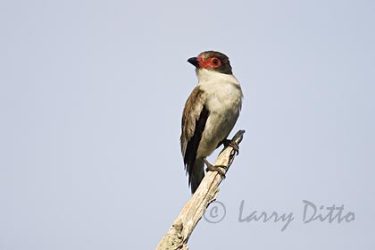 Masked Tityra, female, Los Ebanos Ranch, Tamaulipas, Mexico