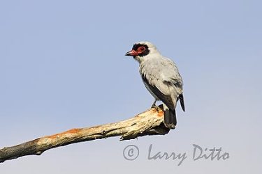 Masked Tityra, male, Los Ebanos Ranch, Tamaulipas, Mexico, May