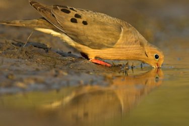 Mourning Dove (Zenaida macroura) at water, s. Texas, spring