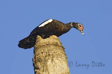 Muscovy Duck (Cairina moschata) female sitting on nest in broken palm, s. Texas. May be escapee
