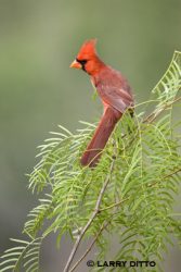 Northern Cardinal male on mesquite branch, Texas.