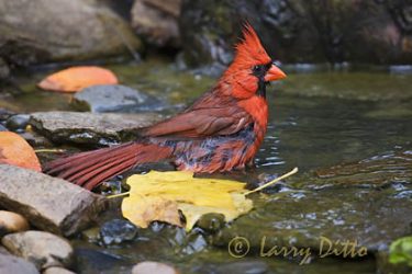 Northern Cardinal (Cardinalis cardinalis) adult male bathing, North Carolina