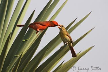 Northern Cardinal (Cardinalis cardinalis) male feeding female in courting ritual, spring, Texas, in yucca