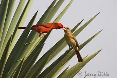 Northern Cardinal (Cardinalis cardinalis) male feeding female in courting ritual, spring, Texas, in yucca