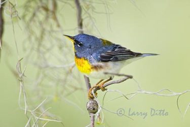 Northern Parula (Parula americana) male, spring, northeast Texas