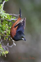 Orchard Oriole (Icterus spurius) male during spring migration