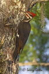 Pileated Woodpecker (Dryocopus pileatus) male on baldcypress, Caddo Lake, Texas