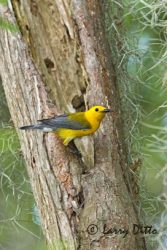 Prothonotary Warbler, male at nest cavity in cypress swamp, Caddo Lake, Texas, June