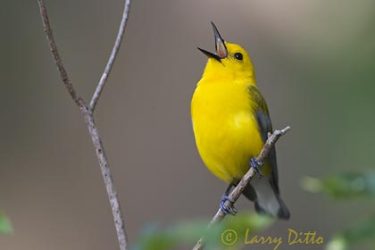 Prothonotary Warbler (Protonotaria citrea) male singing, spring, east Texas