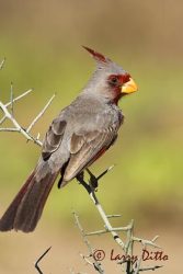 Pyrrhuloxia (Cardinalis sinuatus) male on lote bush, s. Texas