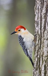 Red-bellied Woodpecker (Melanerpes carolinus) male, northeast Texas, spring