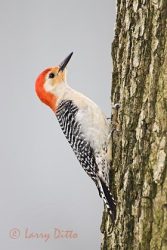 Red-bellied Woodpecker (Melanerpes carolinus) male, northeast Texas, spring