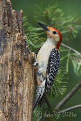 Red-bellied Woodpecker, male, adult, on dead tree, North Carolina