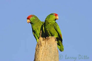 Red-crowned Parrot (Amazona viridigenalis) pair in palm tree, Brownsville, Texas