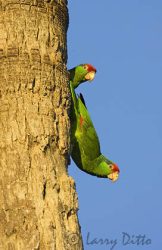 Red-crowned Parrot (Amazona viridigenalis) pair at nest cavity in palm tree, Brownsville, Texas, May