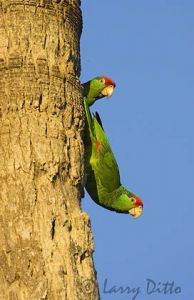Red-crowned Parrot (Amazona viridigenalis) pair at nest cavity in palm tree, Brownsville, Texas, May