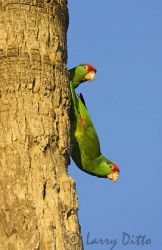 Red-crowned Parrot (Amazona viridigenalis) pair at nest cavity in palm tree, Brownsville, Texas, May