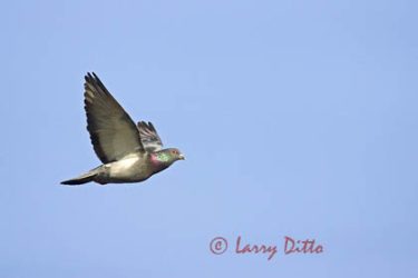 Rock Dove (Columba livia) in flight