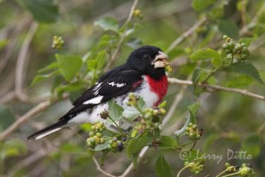 Rose-breasted Grosbeak (Pheucticus ludovicianus) male eating lantana fruits on South Padre Island, Texas during spring migration