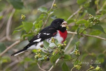 Rose-breasted Grosbeak (Pheucticus ludovicianus) male eating lantana fruits on South Padre Island, Texas during spring migration