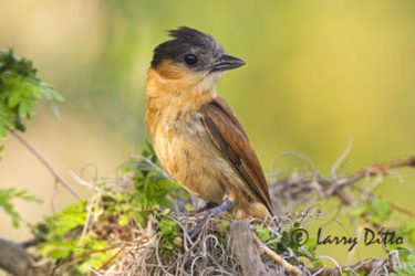 Rose-throated Becard (Pachyramphus aglaiae) female building nest, s. Texas, spring