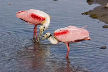 Roseate Spoonbill (Ajaia ajaja), s. Texas, spring, adults