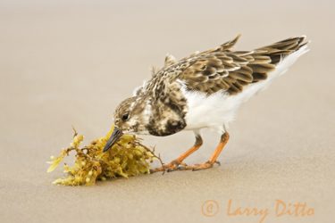Ruddy Turnstone (Arenaria interpres) on beach, s. Texas, autumn