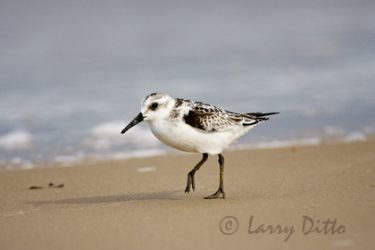 Sanderling (Calidris alba) on beach, Gulf of Mexico, Texas, autumn