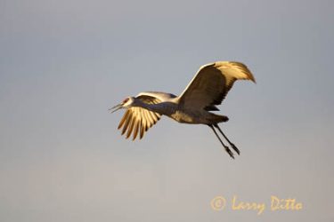 Sandhill Crane (Grus canadensis) landing, winter