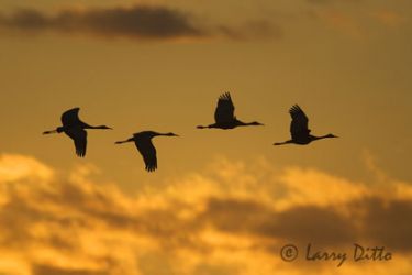 Sandhill Cranes (Grus canadensis) in flight at sunrise, Bosque del Apache National Wildlife Refuge, New Mexico