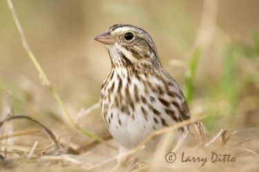 Savannah Sparrow (Passerculus sandwichensis) adult, Texas, winter