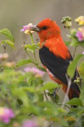 Scarlet Tanager (Pitanga olivacea) male feeding on Lantana berries, spring, South Padre Island, Texas