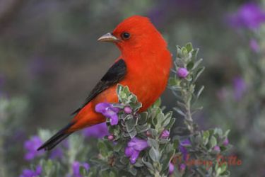Scarlet Tanager (Piranga olivacea), male perched in blooming Cenizo bush, South Padre Island, Texas, spring migration