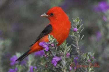 Scarlet Tanager (Piranga olivacea), male perched in blooming Cenizo bush, South Padre Island, Texas, spring migration