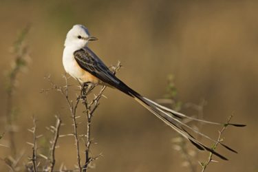 Scissor-tailed Flycatcher (Tyrannus forficatus) adult, spring, s. Texas