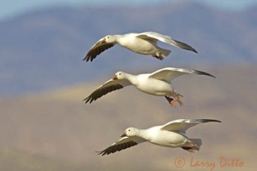 Snow Geese (Chen caerulescens) landing, New Mexico, winter