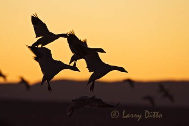 Snow Geese (Chen caerulescens) landing at dawn, winter