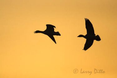 Snow Geese (Chen caerulescens) pair looking for the flock, New Mexico, December sunrise