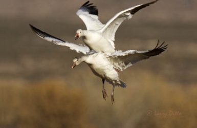 Snow Geese (Chen caerulescens) juvenile and adult landing, winter