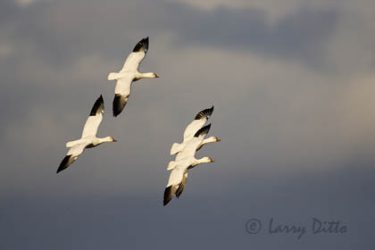 Snow Geese (Chen caerulescens) in flight, winter