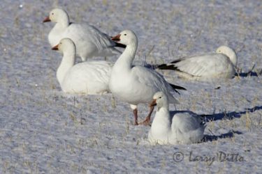 Snow Geese (Chen caerulescens) resting in snow, winter