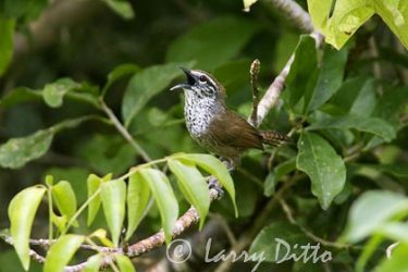 Spot-breasted Wren (Thryothorus maculipectus) singing, Rancho Los Ebanos, Tamaulipas, Mexico, May