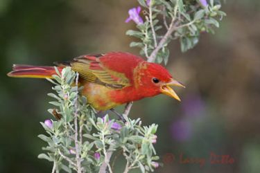 Summer Tanager (Piranga rubra) first year male scolding other birds from blooming Cenizo bush, spring, s. Texas