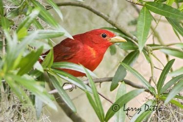 Summer Tanager (Piranga rubra) male, spring, east Texas