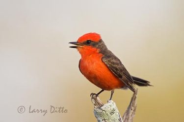 Vermilion Flycatcher (Pyrocephalus rubinus) male, spring, s. Texas