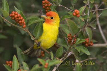 Western Tanager (Piranga olivacea) male perched in fiddlewood, South Padre Island, Texas, spring migration