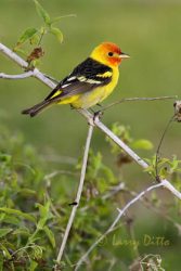 Western Tanager (Piranga ludoviciana) male, spring