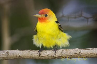 Western Tanager (Piranga ludoviciana) male, spring migration, South Padre Island, Texas