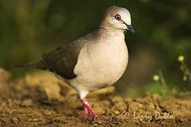 White-tipped Dove