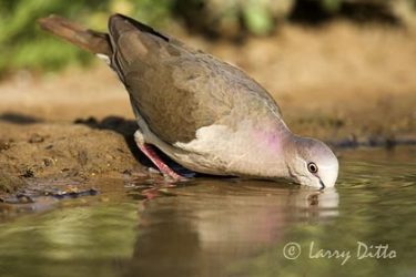 White-tipped Dove (Leptotila verreauxi) drinking, s. Texas, spring